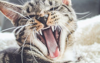 Ankyloglossia – Cat got your tongue?… Don’t blame the cat!