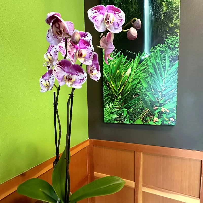 holistic Dentist in bonney lake wa, Ecologic Dentistry